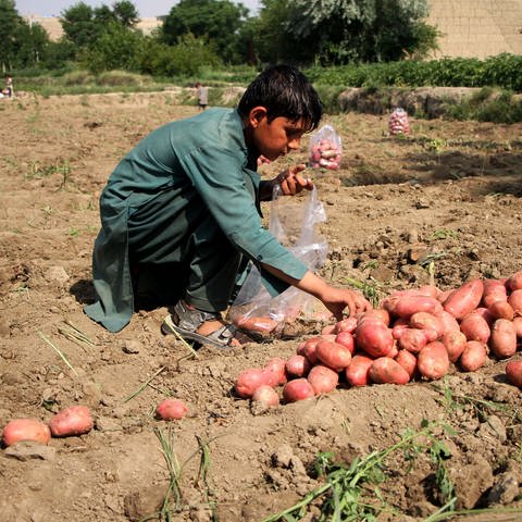 Ein Kind erntet Kartoffeln auf einem Feld in der Provinz Nangarhar. Eine ausreichende Mehrheit der EU-Staaten unterstützt ein europäisches Lieferkettengesetz zum Schutz der Menschenrechte.